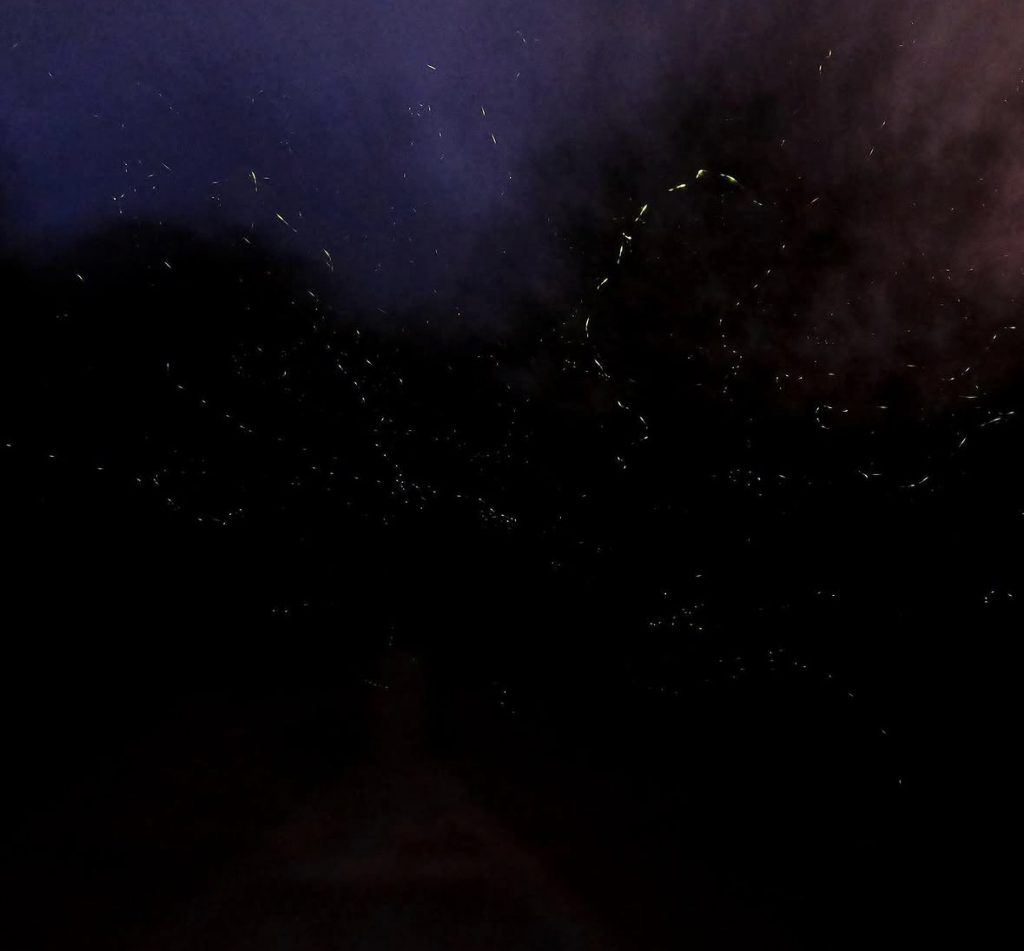 Screenshot kuala selangor fireflies photos