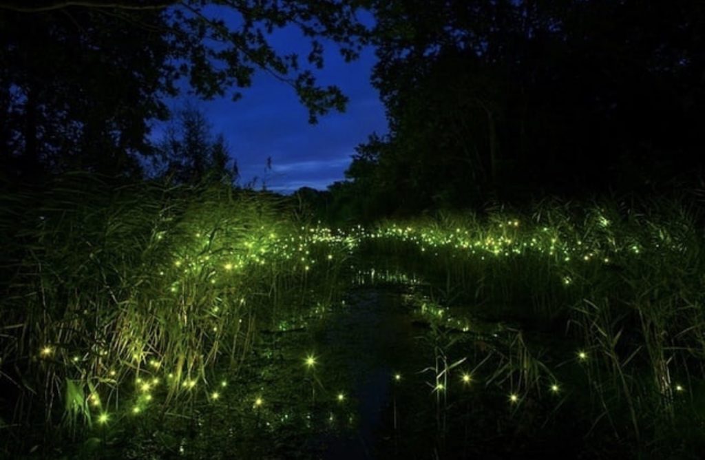 Screenshot kuala selangor fireflies photos