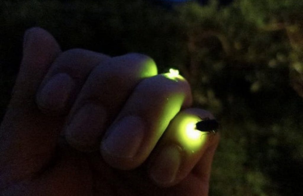 Screenshot kuala selangor fireflies photos